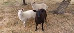 schapen schaap lammeren ooi ram bok, Dieren en Toebehoren, Schapen, Geiten en Varkens, Schaap