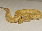 Banana cinnamon clown, Dieren en Toebehoren, Reptielen en Amfibieën