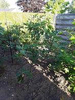 vijgeboom in pot of volle grond, Ophalen, Lente, Volle zon, In pot
