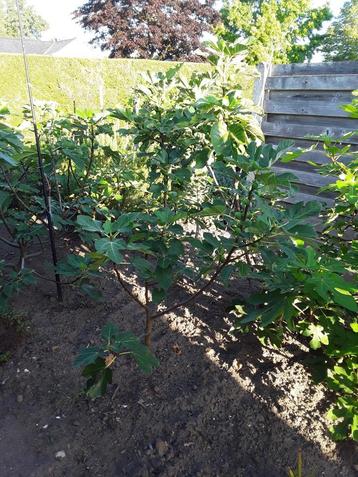 vijgeboom in pot of volle grond beschikbaar voor biedingen