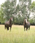Dubbelspan welsh pony’s, Dieren en Toebehoren, B, A pony (tot 1.17m), 3 tot 6 jaar, Recreatiepony