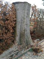 Boomstam rode beuk lp, Tuin en Terras, Ophalen