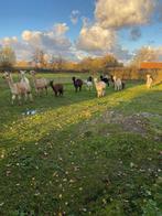 alpaca's te koop, Dieren en Toebehoren, Overige Dieren, Meerdere dieren