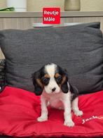 cavalier king charles pups, Dieren en Toebehoren, Honden | Retrievers, Spaniëls en Waterhonden, België, Reu, CDV (hondenziekte)