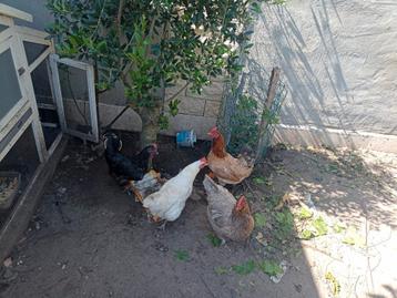 4 legkippen te koop samen