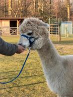 Lieve Fawn alpaca merrie, Juillet, Femelle