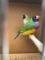 A vendre beau couple Gouldanadines homme 2025 pop 2024, Plusieurs animaux, Oiseau chanteur sauvage, Domestique