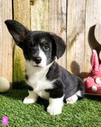 Welsh Corgi Cardigan pups, Dieren en Toebehoren, Honden | Herdershonden en Veedrijvers, CDV (hondenziekte), Meerdere, 8 tot 15 weken