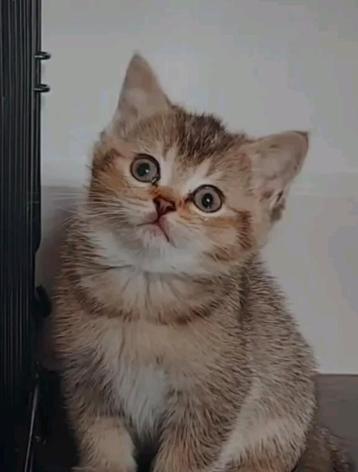 Brits korthaar Kitten laatste kater, Dieren en Toebehoren, Katten en Kittens | Raskatten | Korthaar, Kater, Gechipt, 0 tot 2 jaar