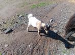 Chevreau à vendre, Dieren en Toebehoren, Mannelijk