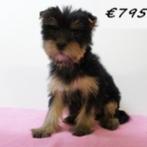 Yorkshire Terriër - puppy te koop, Dieren en Toebehoren, Honden | Jack Russells en Terriërs, Yorkshire Terriër, 15 weken tot 1 jaar