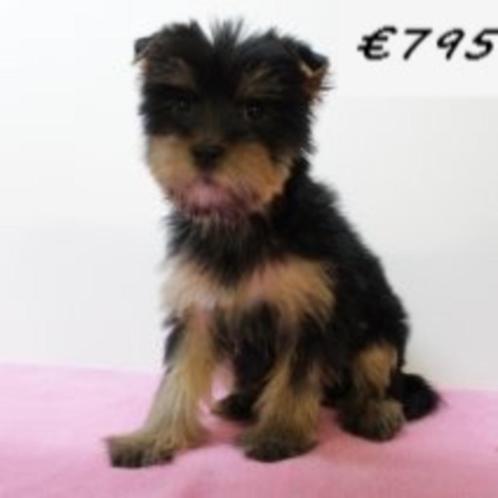 Yorkshire Terriër - puppy te koop, Dieren en Toebehoren, Honden | Jack Russells en Terriërs, Teef, Yorkshire Terriër, Handelaar