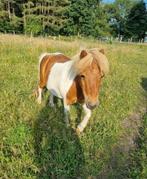 Enorm lief amerikaans minipaardje, Merrie, Ontwormd