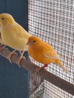 Kanaries, Geslacht onbekend, Kleurkanarie