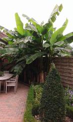 bananenplanten basjoo s, Ophalen