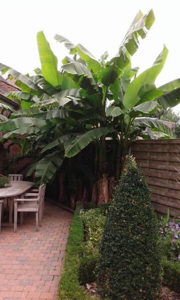 bananenplanten basjoo s beschikbaar voor biedingen
