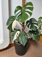 Monstera Variegata half moon met mosstok
(80cm), Huis en Inrichting, Ophalen