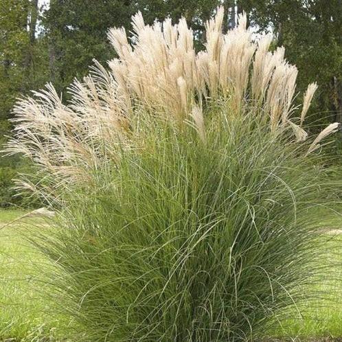 Miscanthus sinensis Gracillimus, Tuin en Terras, Planten | Tuinplanten, Vaste plant, Siergrassen, Volle zon, Zomer, Ophalen of Verzenden