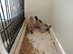Te koop zebravinken bleekrug grijs., Dieren en Toebehoren, Vogels | Overige Vogels, Geringd