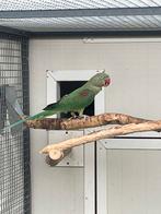 Alexanderparkiet Donkergroen, Dieren en Toebehoren, Vogels | Parkieten en Papegaaien, Vrouwelijk, Parkiet, Geringd