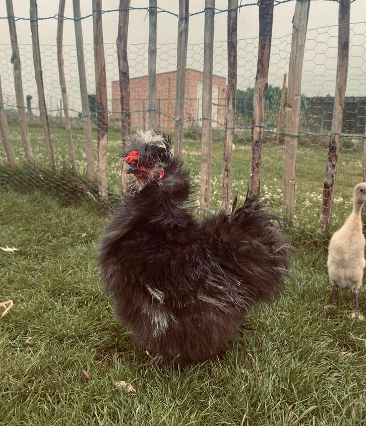 Lief zijdehoen haantje, Dieren en Toebehoren, Pluimvee, Kip, Mannelijk