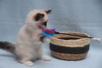 Raszuiver ragdoll kattinnetje  te koop, Dieren en Toebehoren, Katten en Kittens | Raskatten | Langhaar, Poes, Gechipt, 0 tot 2 jaar