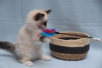Raszuiver ragdoll kattinnetje  te koop beschikbaar voor biedingen