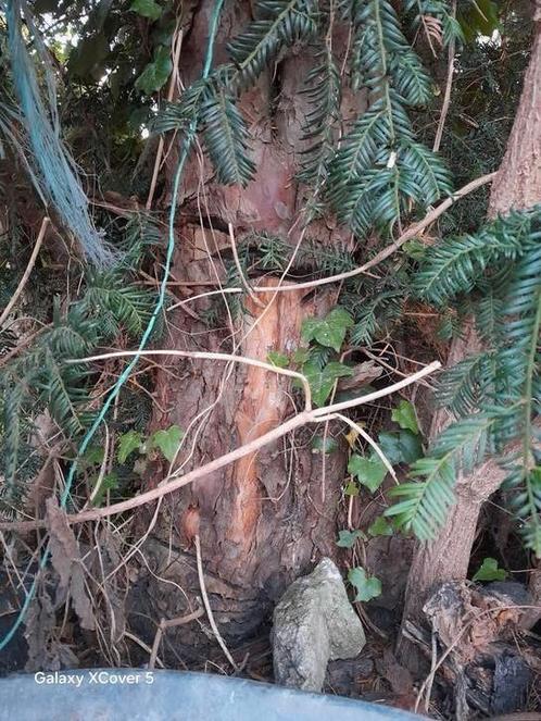 Dikke taxus op stam, Doe-het-zelf en Bouw, Hout en Planken, Nieuw, Ophalen