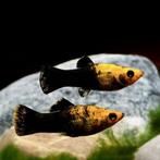 Prachtige Mollys (Poecilia sphenops) te koop, Dieren en Toebehoren, Vis, Zoetwatervis, Schoolvis
