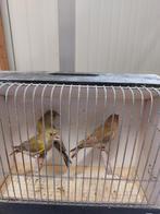 Groenvinken 2025, Dieren en Toebehoren, Vogels | Overige Vogels, Mannelijk, Wildzangvogel, Geringd