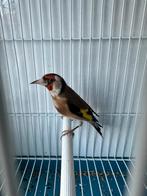 Man Putter parva, Geringd