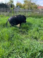 Varken gratis afhalen, Dieren en Toebehoren, Schapen, Geiten en Varkens, Mannelijk, Varken, 3 tot 5 jaar