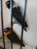Agapornies ficheries, Dieren en Toebehoren, Vogels | Parkieten en Papegaaien, Dwergpapegaai of Agapornis