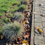 Siergras te koop 85 stuks, Tuin en Terras, Planten | Tuinplanten, Ophalen of Verzenden