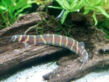 Hobbyaquarium Pangio myersi Reuze Kuhlii Zondag 3 aug 12/17u beschikbaar voor biedingen