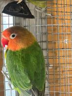 Mooie gezonde dwergpapegaai, Dieren en Toebehoren, Meerdere dieren, Dwergpapegaai of Agapornis