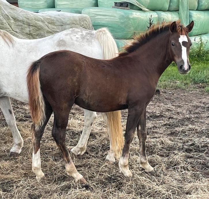 3 welch metrie veulens, Dieren en Toebehoren, Pony's, Merrie, Onbeleerd, C pony (1.27m tot 1.37m), 0 tot 2 jaar