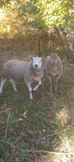 Dekbokken, Dieren en Toebehoren, Schapen, Geiten en Varkens