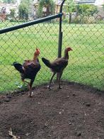 Engelse vechthoenders, Dieren en Toebehoren, Pluimvee