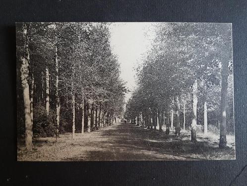 Vorselaar Kasteeldreef, Verzamelen, Postkaarten | België, Ongelopen, Antwerpen, 1920 tot 1940, Verzenden