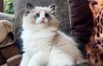 Super leuke seal Bi color ragdoll kitten uit top bloedlijnen, Dieren en Toebehoren, Katten en Kittens | Raskatten | Langhaar, Kater