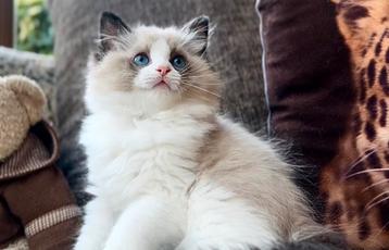 Super leuke seal Bi color ragdoll kitten uit top bloedlijnen beschikbaar voor biedingen