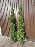 Thuja Brabant haagconiferen weer in alle maten leverbaar, Jardin & Terrasse, Plantes | Arbustes & Haies, Enlèvement ou Envoi, Conifère