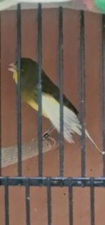 Timprado floreado  van 2025 € 30, Dieren en Toebehoren, Ophalen