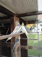 Jonge valkparkieten, Dieren en Toebehoren, Vogels | Parkieten en Papegaaien, Meerdere dieren, Parkiet