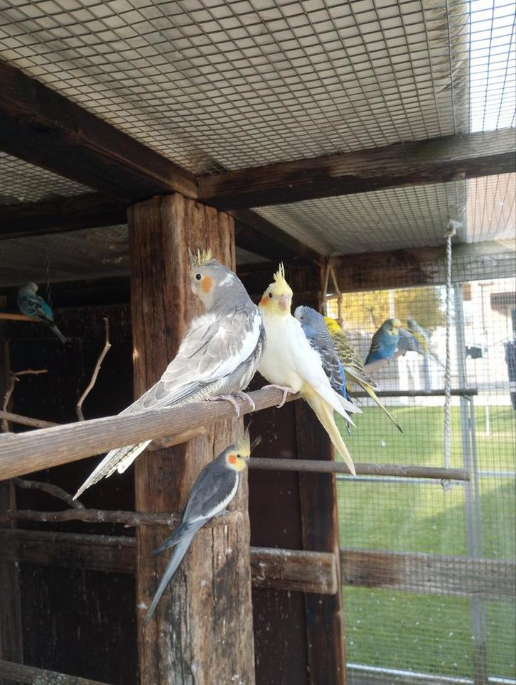 Jonge valkparkieten, Dieren en Toebehoren, Vogels | Parkieten en Papegaaien, Parkiet, Meerdere dieren