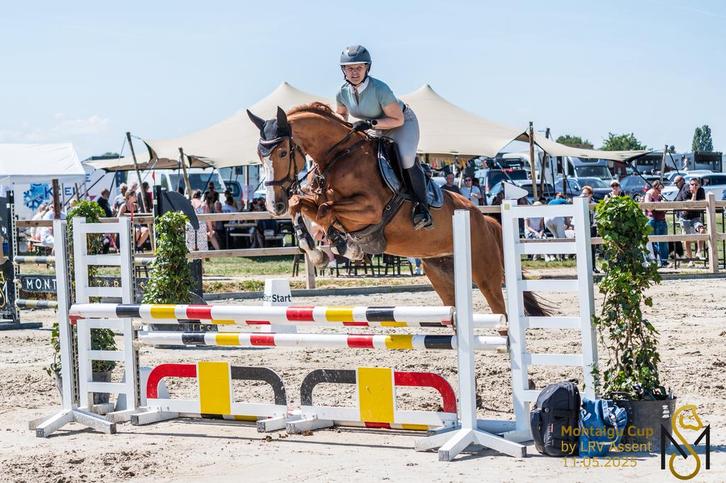 7-jarige springmerrie, Dieren en Toebehoren, Paarden, Merrie, L, 160 tot 165 cm, 7 tot 10 jaar, Springpaard, Met stamboom, Gechipt