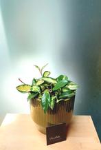 Hoya carnosa tricolore, Maison & Meubles, Plantes d'intérieur, Enlèvement ou Envoi