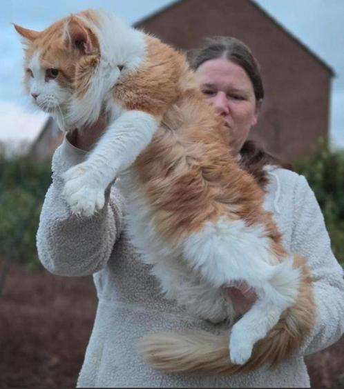 Polydactyl Maine Coon dekkater met stamboom, Dieren en Toebehoren, Katten en Kittens | Raskatten | Langhaar, Kater, Met stamboom