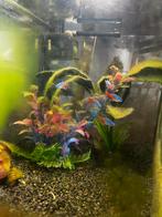 Neon vissen + aquarium, Dieren en Toebehoren, Vissen | Aquariumvissen, Overige typen, Zoetwatervis